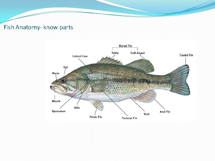 Fish Anatomy- know parts 