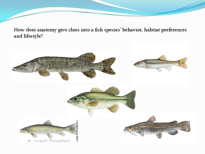 How does anatomy give clues into a fish species’ behavior, habitat preferences and lifestyle?