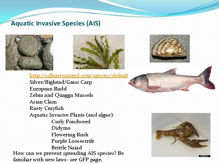 Aquatic Invasive Species (AIS) http: //sdleastwanted. com/species/default. aspx Silver/Bighead/Grass Carp European Rudd Zebra and