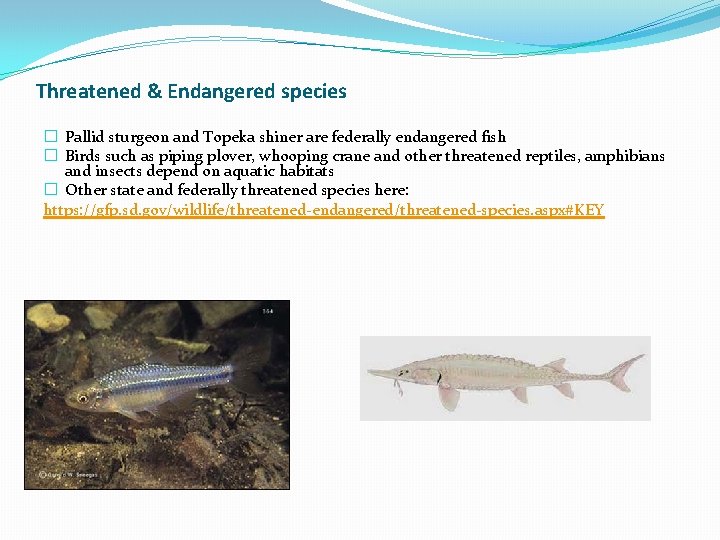 Threatened & Endangered species � Pallid sturgeon and Topeka shiner are federally endangered fish