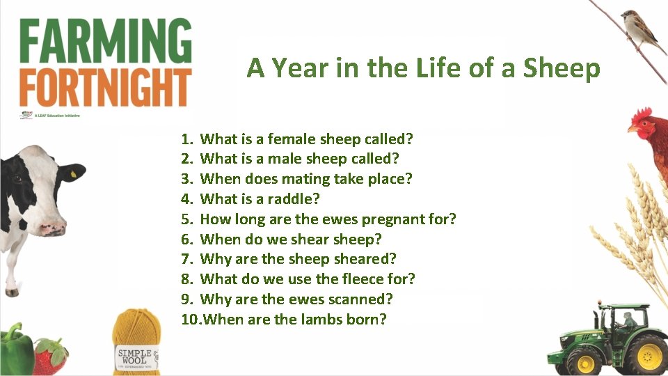 A Year in the Life of a Sheep 1. What is a female sheep