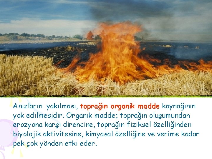 Anızların yakılması, toprağın organik madde kaynağının yok edilmesidir. Organik madde; toprağın oluşumundan erozyona karşı Anızların yakılması, toprağın organik madde kaynağının yok edilmesidir. Organik madde; toprağın oluşumundan erozyona karşı