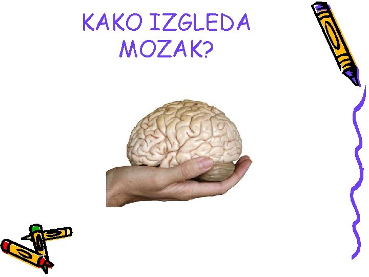 KAKO IZGLEDA MOZAK? 