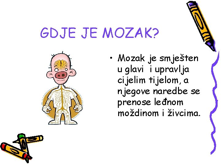 GDJE JE MOZAK? • Mozak je smješten u glavi i upravlja cijelim tijelom, a