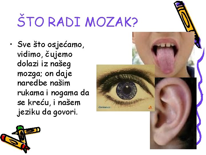 ŠTO RADI MOZAK? • Sve što osjećamo, vidimo, čujemo dolazi iz našeg mozga; on