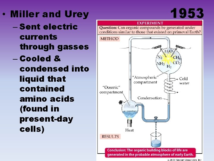  • Miller and Urey – Sent electric currents through gasses – Cooled &