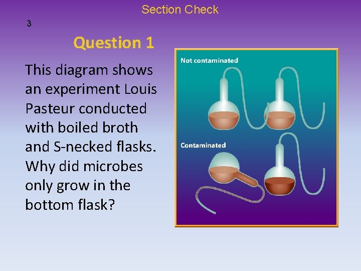 Section Check 3 Question 1 This diagram shows an experiment Louis Pasteur conducted with