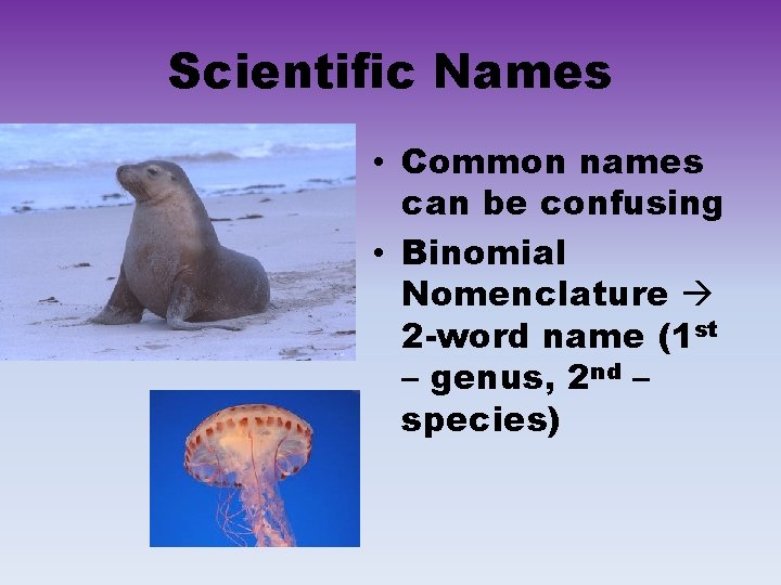 Scientific Names • Common names can be confusing • Binomial Nomenclature 2 -word name