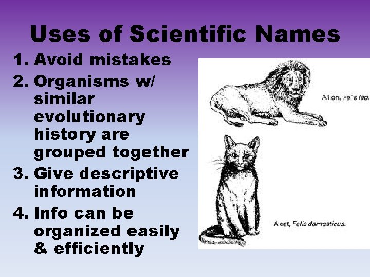 Uses of Scientific Names 1. Avoid mistakes 2. Organisms w/ similar evolutionary history are