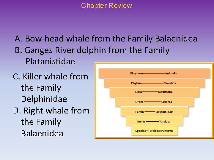 Chapter Review A. Bow-head whale from the Family Balaenidea B. Ganges River dolphin from