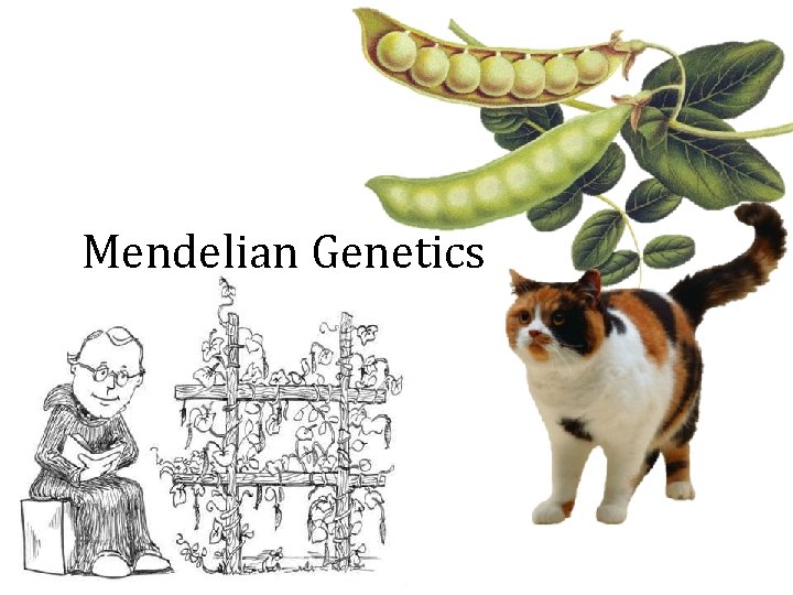 Mendelian Genetics 