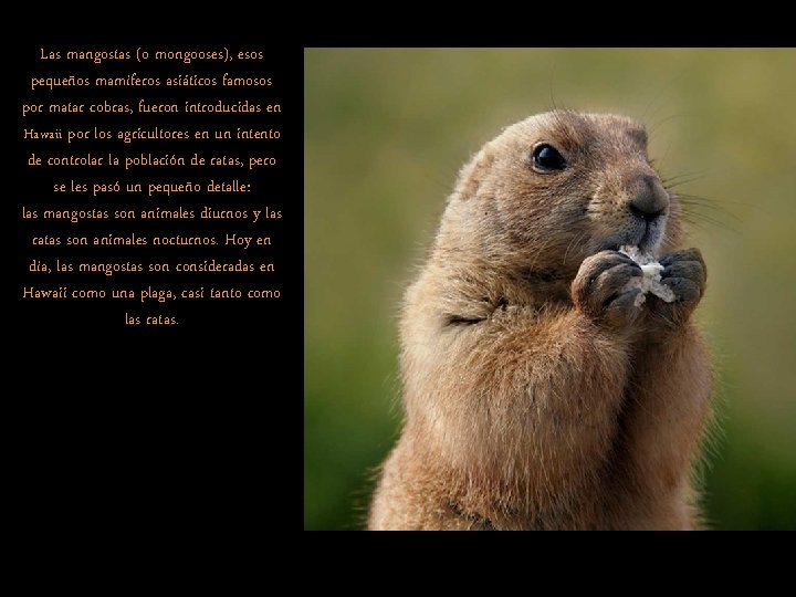 Las mangostas (o mongooses), esos pequeños mamíferos asiáticos famosos por matar cobras, fueron introducidas Las mangostas (o mongooses), esos pequeños mamíferos asiáticos famosos por matar cobras, fueron introducidas