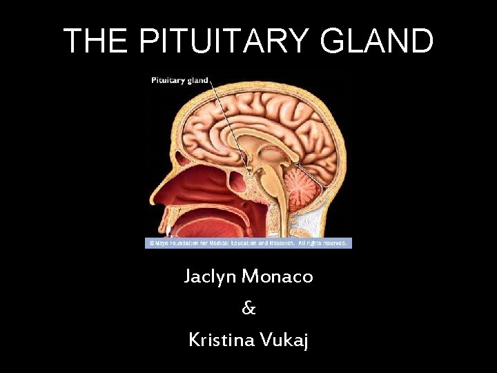 THE PITUITARY GLAND Jaclyn Monaco & Kristina Vukaj 