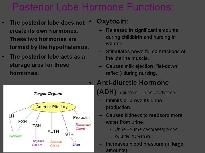 Posterior Lobe Hormone Functions: • The posterior lobe does not • Oxytocin: – Released