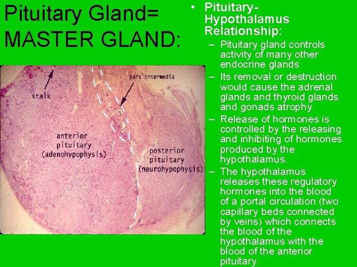 Pituitary Gland= MASTER GLAND: • Pituitary. Hypothalamus Relationship: – Pituitary gland controls activity of