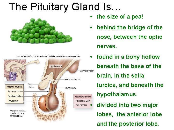 The Pituitary Gland Is… • the size of a pea! • behind the bridge