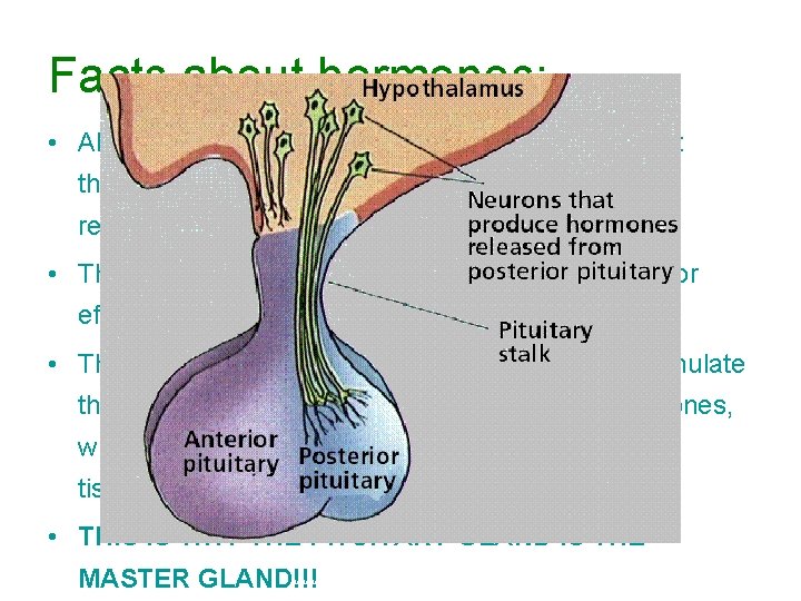 Facts about hormones: • All anterior pituitary hormones are proteins, that act through secondary