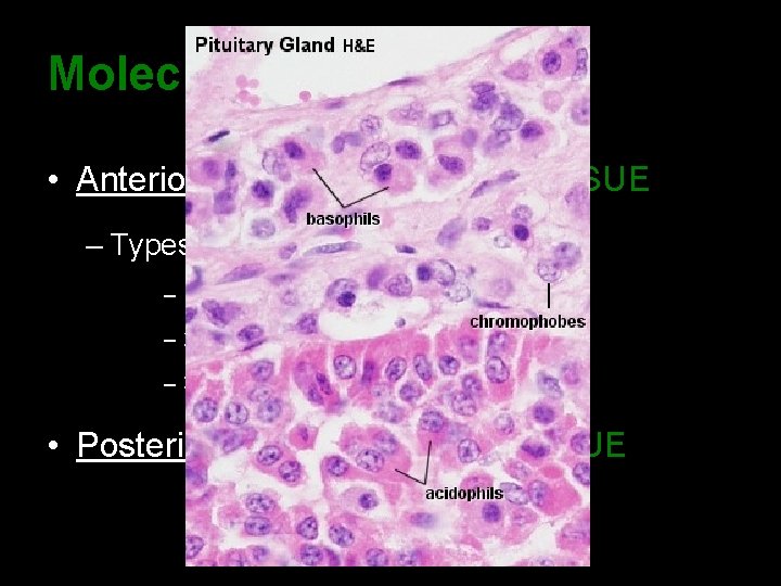 Molecular Make-Up • Anterior Lobe: GLANDULAR TISSUE – Types of cells: – 1) acidophils