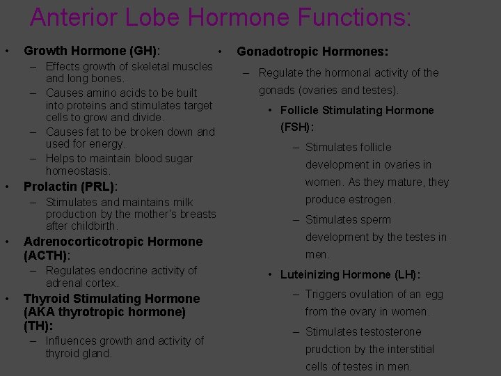 Anterior Lobe Hormone Functions: • Growth Hormone (GH): – Effects growth of skeletal muscles