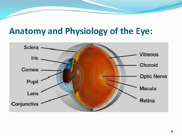 Anatomy and Physiology of the Eye: 9 