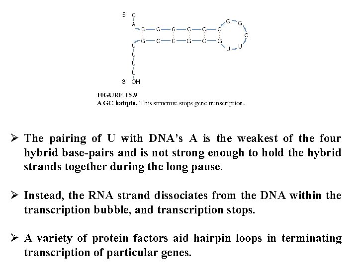 protein synthesis kinds of rna the class of