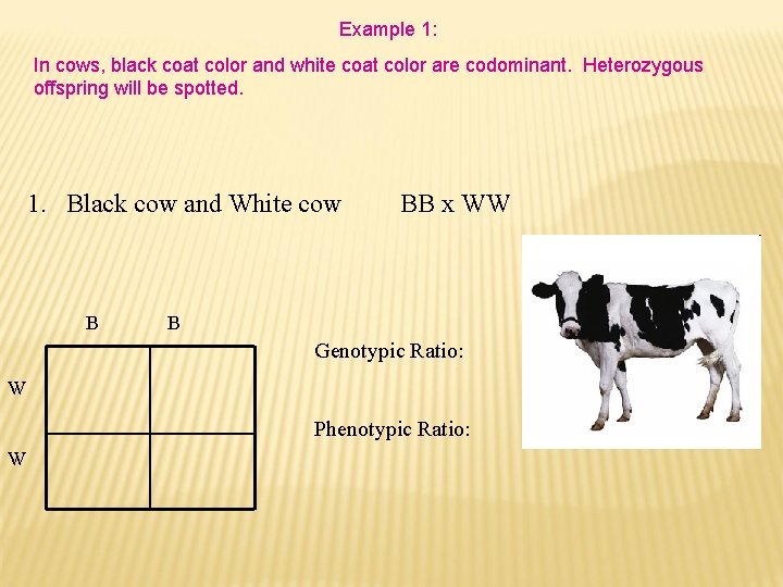 Example 1: In cows, black coat color and white coat color are codominant. Heterozygous