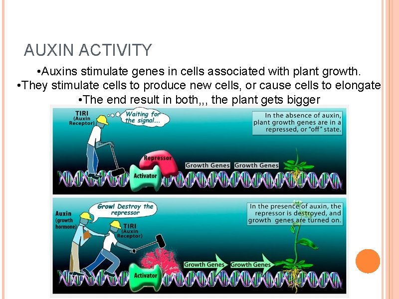 AUXIN ACTIVITY • Auxins stimulate genes in cells associated with plant growth. • They