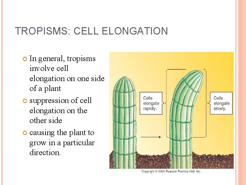 TROPISMS: CELL ELONGATION In general, tropisms involve cell elongation on one side of a