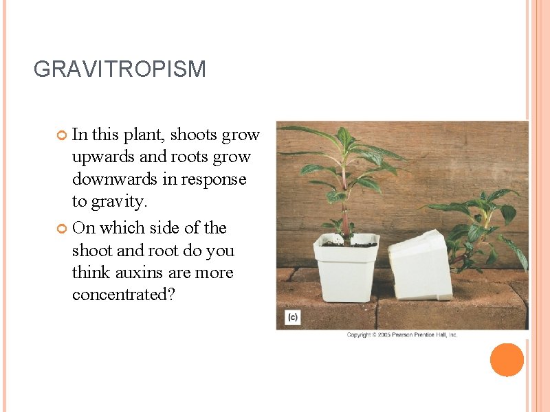 PLANT RESPONSES How plants move and communicate Plant