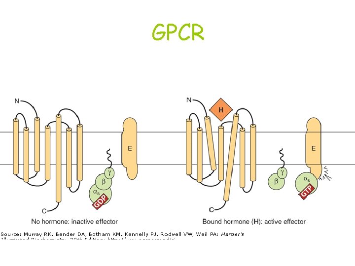 GPCR 