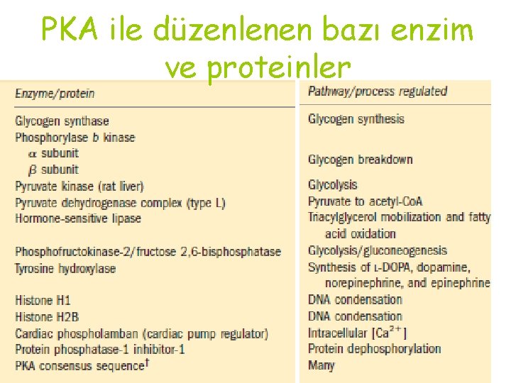 PKA ile düzenlenen bazı enzim ve proteinler 