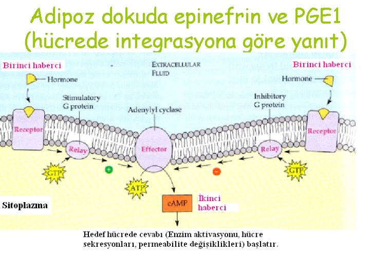 Adipoz dokuda epinefrin ve PGE 1 (hücrede integrasyona göre yanıt) 