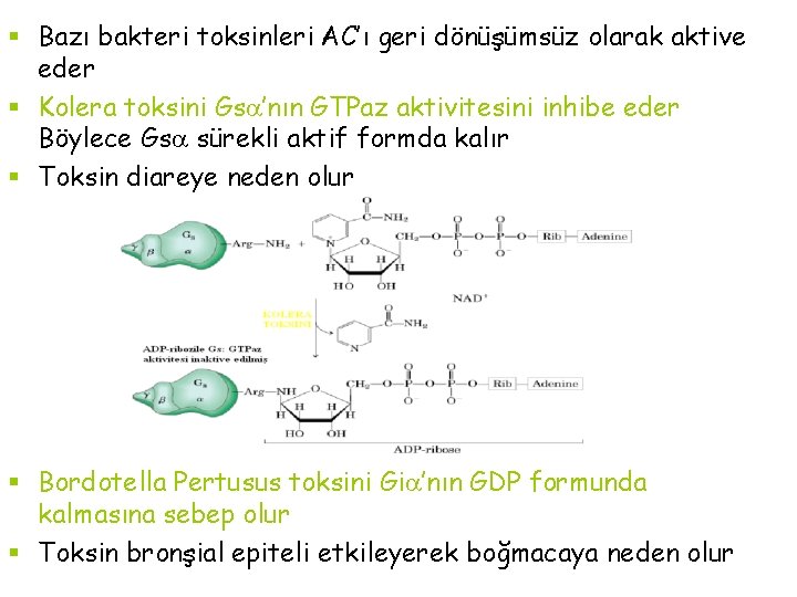 § Bazı bakteri toksinleri AC’ı geri dönüşümsüz olarak aktive eder § Kolera toksini Gs