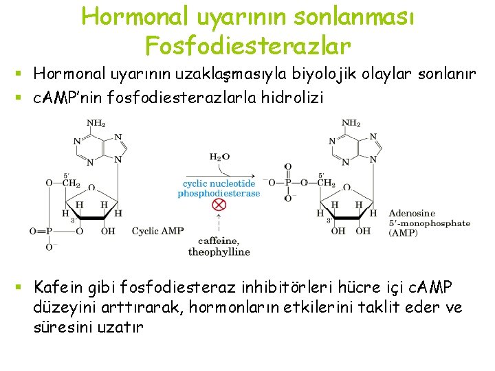 Hormonal uyarının sonlanması Fosfodiesterazlar § Hormonal uyarının uzaklaşmasıyla biyolojik olaylar sonlanır § c. AMP’nin