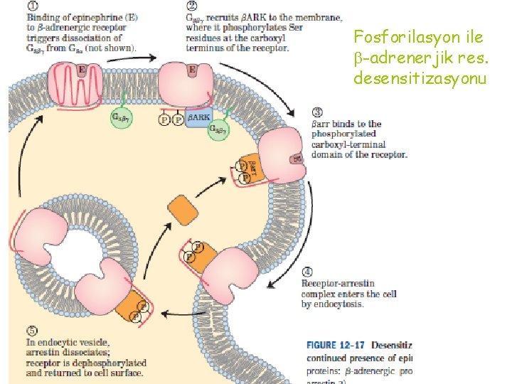 Fosforilasyon ile -adrenerjik res. desensitizasyonu 