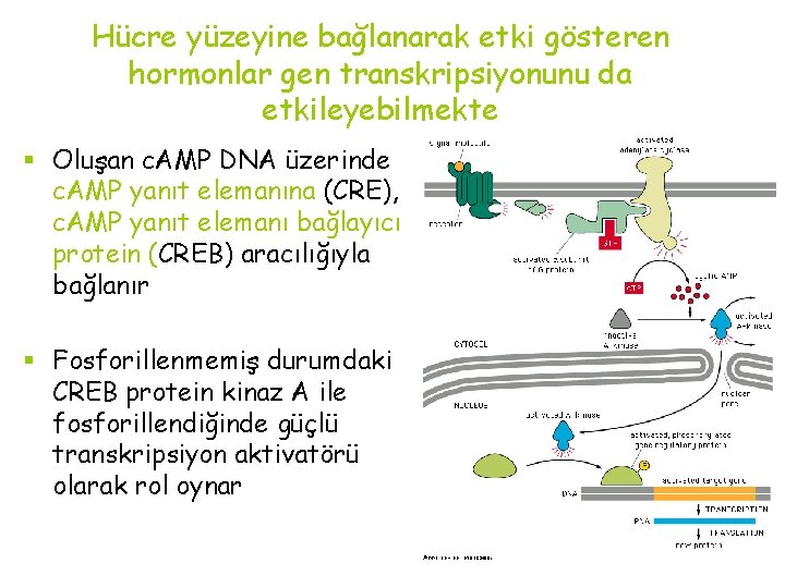 Hücre yüzeyine bağlanarak etki gösteren hormonlar gen transkripsiyonunu da etkileyebilmekte § Oluşan c. AMP