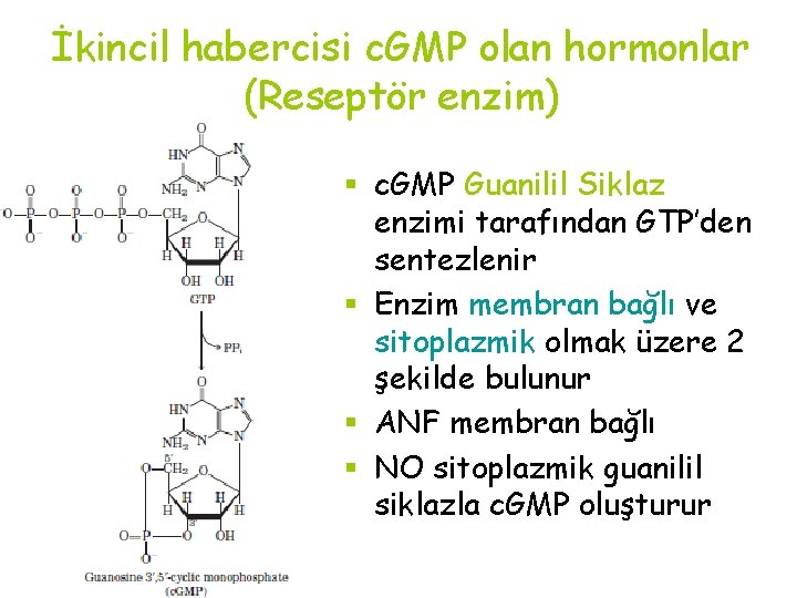 İkincil habercisi c. GMP olan hormonlar (Reseptör enzim) § c. GMP Guanilil Siklaz enzimi