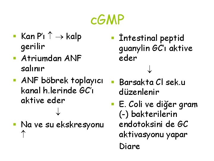 c. GMP § Kan P’ı kalp § İntestinal peptid gerilir guanylin GC’ı aktive eder