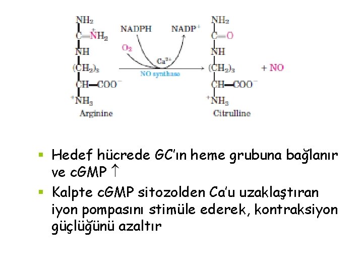 § Hedef hücrede GC’ın heme grubuna bağlanır ve c. GMP § Kalpte c. GMP