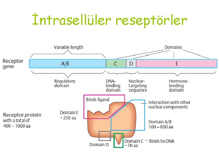 İntrasellüler reseptörler 