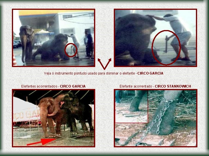 Veja o instrumento pontudo usado para dominar o elefante - CIRCO GARCIA Elefantes acorrentados