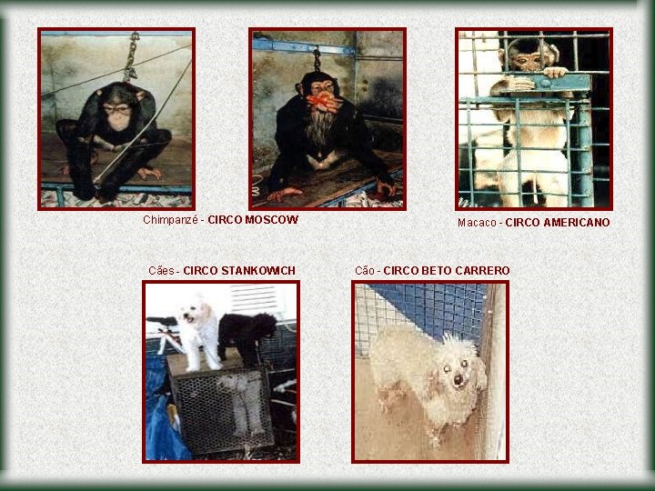 Chimpanzé - CIRCO MOSCOW Cães - CIRCO STANKOWICH Macaco - CIRCO AMERICANO Cão -
