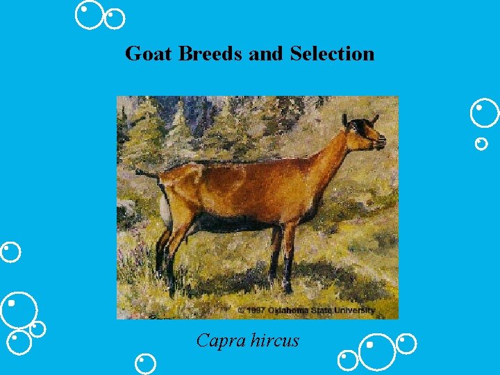 Goat Breeds and Selection Capra hircus 