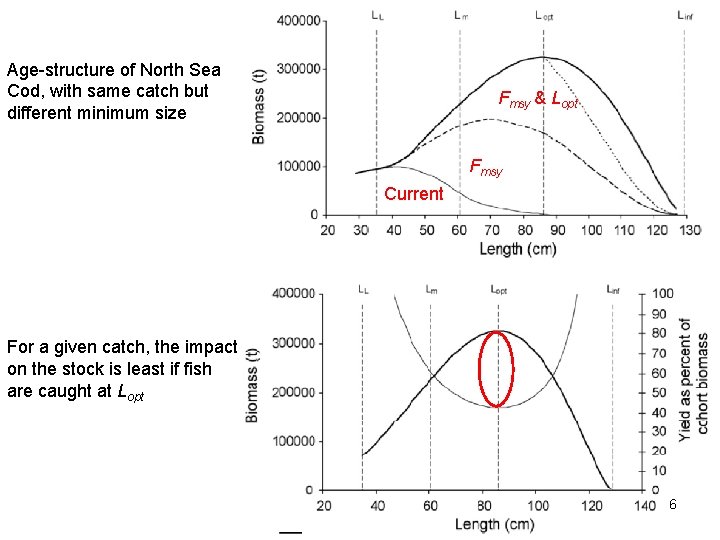 Age-structure of North Sea Cod, with same catch but different minimum size Fmsy &