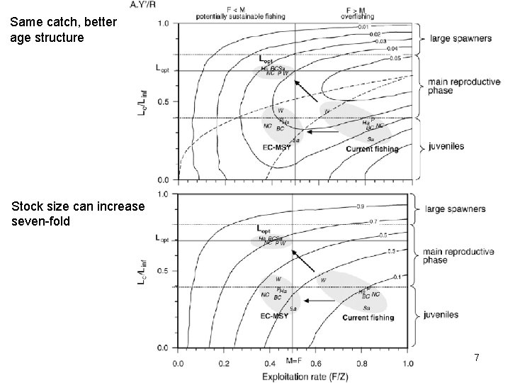 Same catch, better age structure Stock size can increase seven-fold 7 