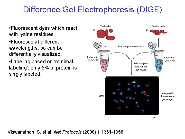 Difference Gel Electrophoresis (DIGE) • Fluorescent dyes which react with lysine residues. • Fluoresce Difference Gel Electrophoresis (DIGE) • Fluorescent dyes which react with lysine residues. • Fluoresce