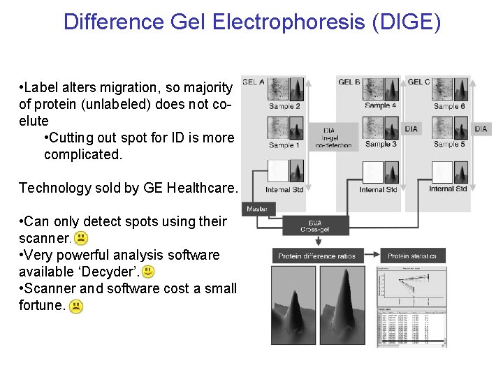 Difference Gel Electrophoresis (DIGE) • Label alters migration, so majority of protein (unlabeled) does Difference Gel Electrophoresis (DIGE) • Label alters migration, so majority of protein (unlabeled) does