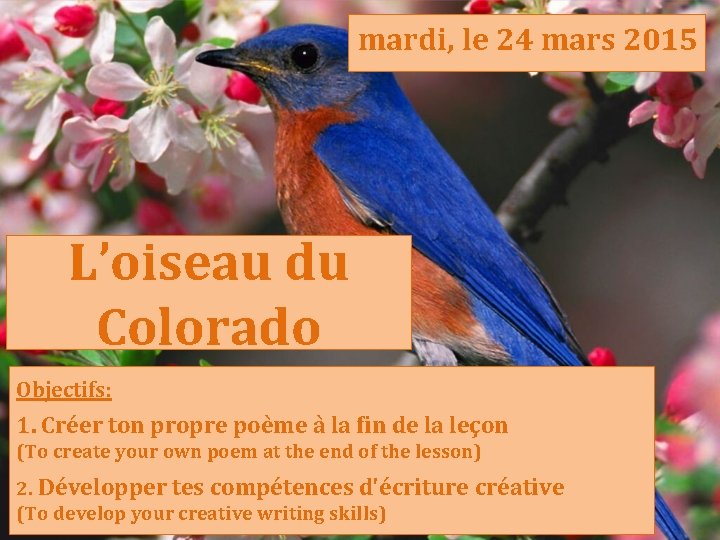 mardi, le 24 mars 2015 L’oiseau du Colorado Objectifs: 1. Créer ton propre poème