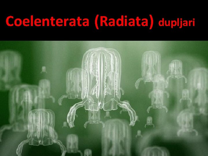 Coelenterata (Radiata) dupljari 