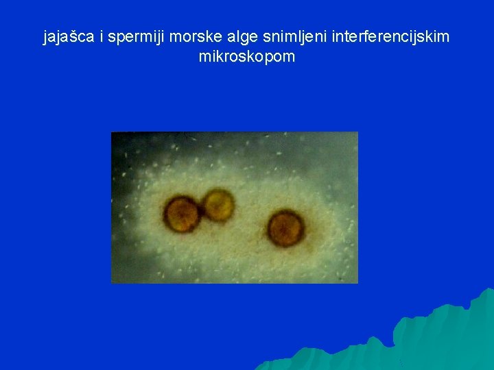 jajašca i spermiji morske alge snimljeni interferencijskim mikroskopom 
